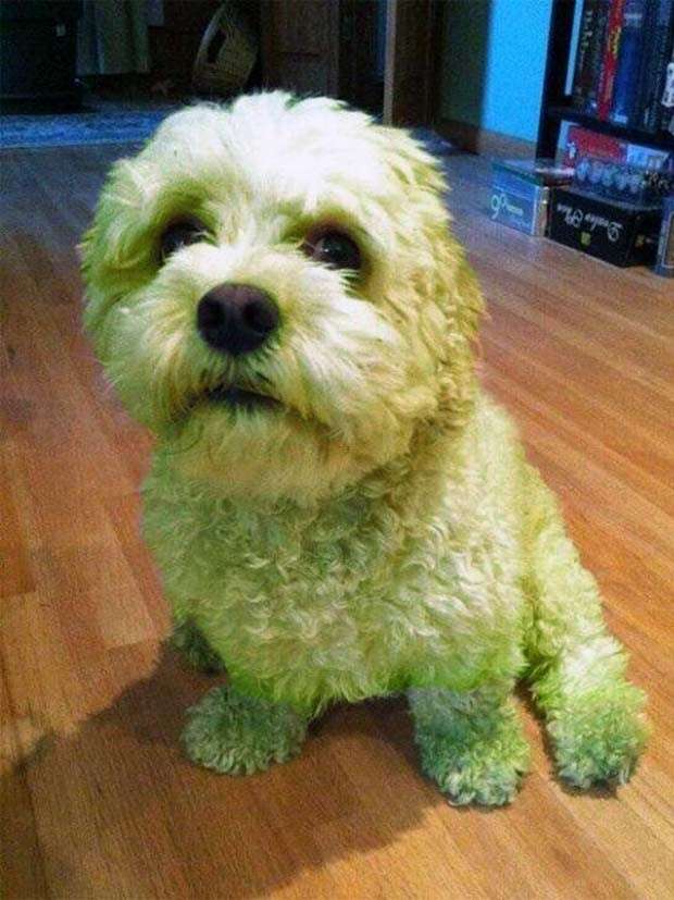 Dogs and Grass Make Fun Combo (21 photos)