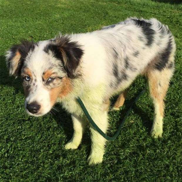 Dogs and Grass Make Fun Combo (21 photos)