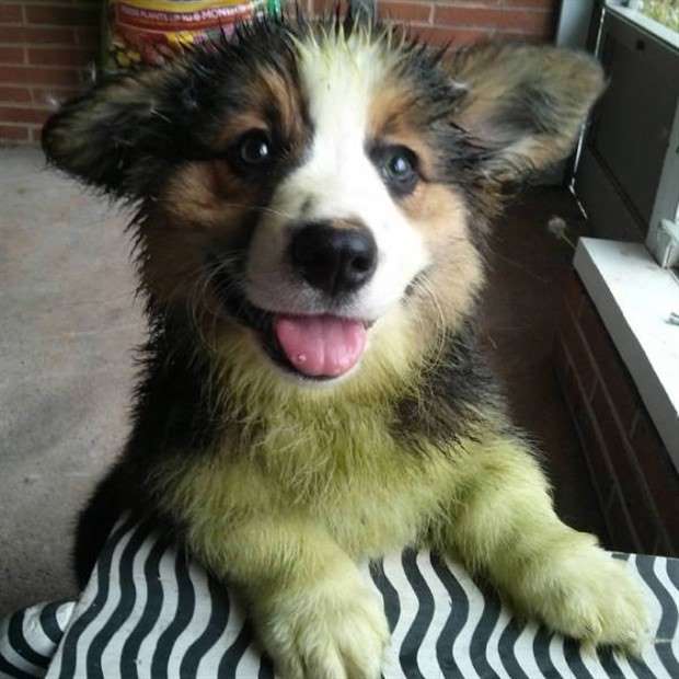 Dogs and Grass Make Fun Combo (21 photos)