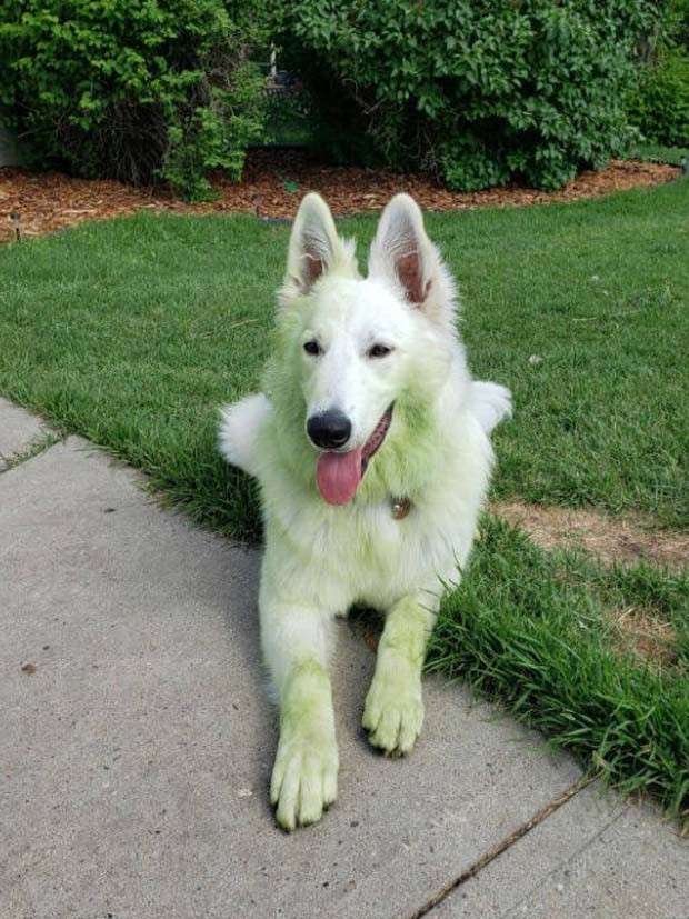 Dogs and Grass Make Fun Combo (21 photos)