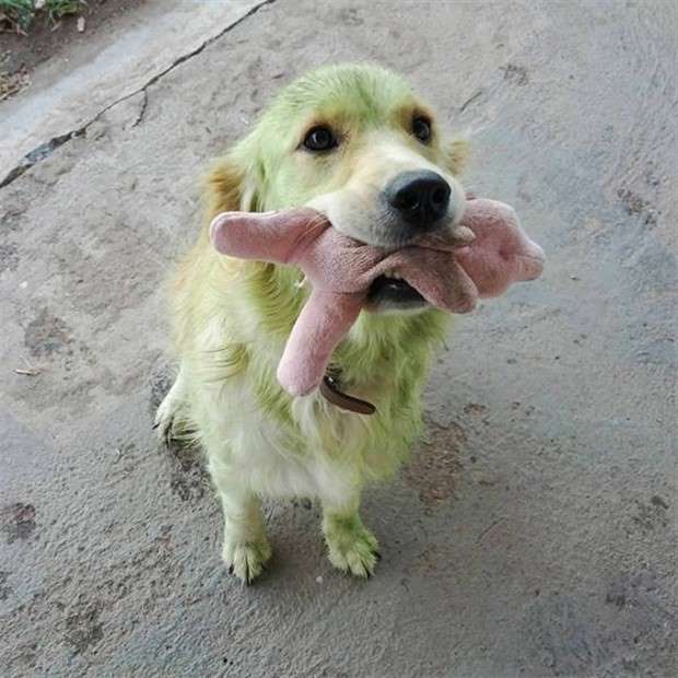 Dogs and Grass Make Fun Combo (21 photos)