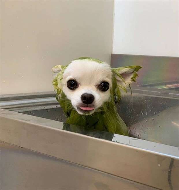 Dogs and Grass Make Fun Combo (21 photos)