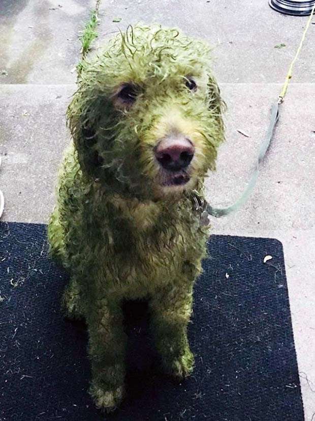 Dogs and Grass Make Fun Combo (21 photos)