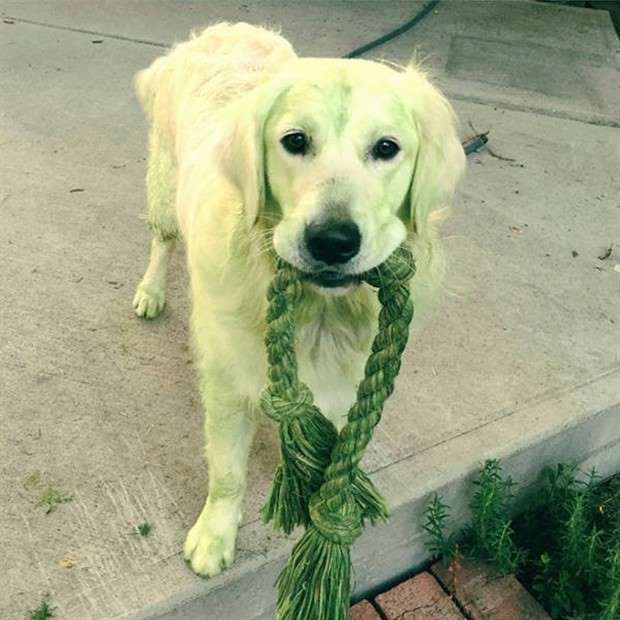 Dogs and Grass Make Fun Combo (21 photos)