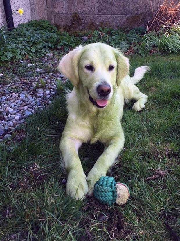 Dogs and Grass Make Fun Combo (21 photos)