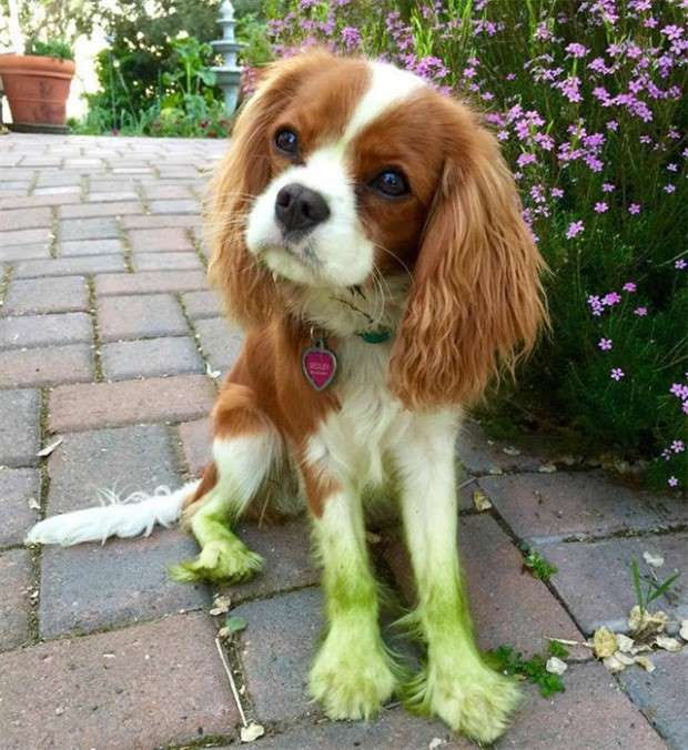 Dogs and Grass Make Fun Combo (21 photos)