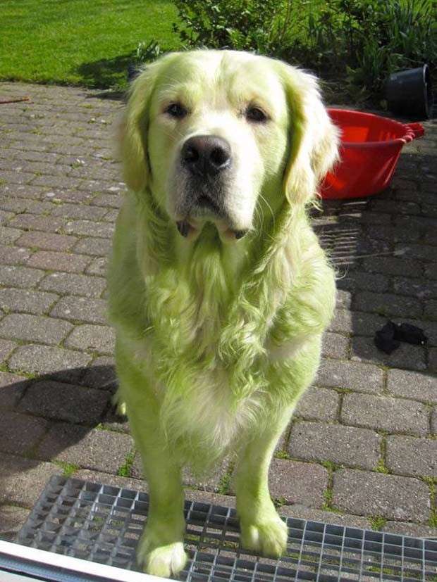 Dogs and Grass Make Fun Combo (21 photos)