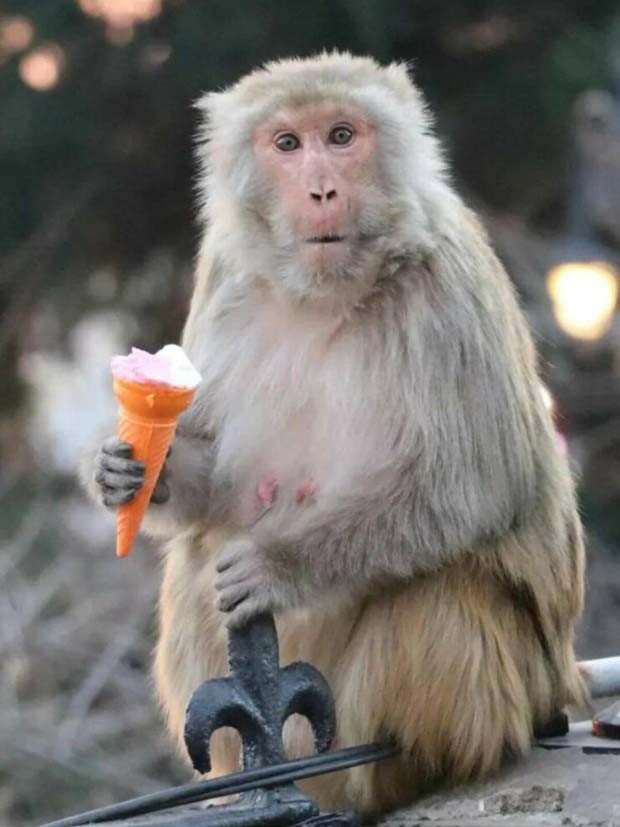 Get Ready for Funny Animals #326 (25 photos)