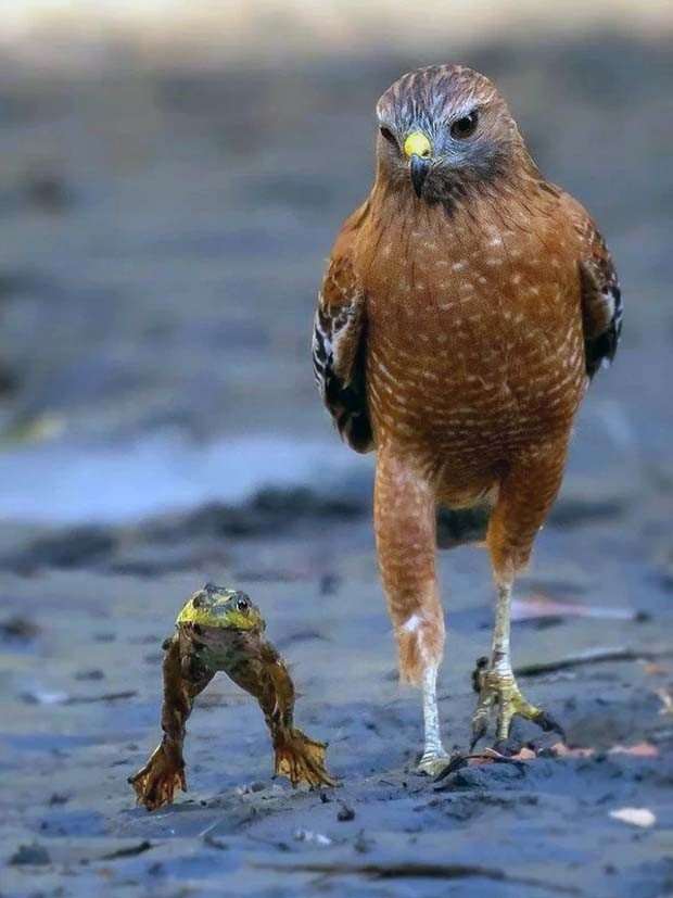 Get Ready for Funny Animals #326 (25 photos)