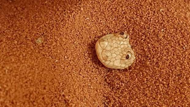 Get Ready for Funny Animals #326 (25 photos)