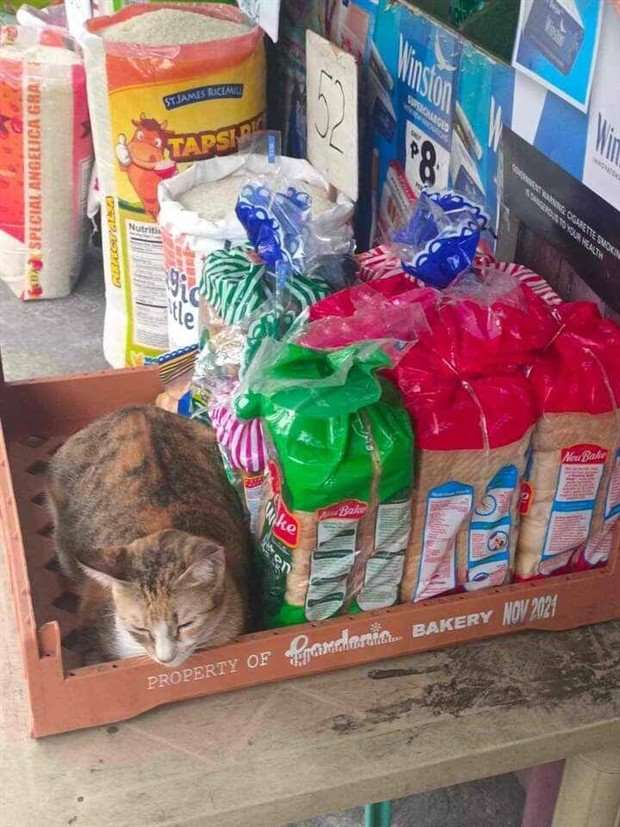 Get Ready for Funny Animals #326 (25 photos)