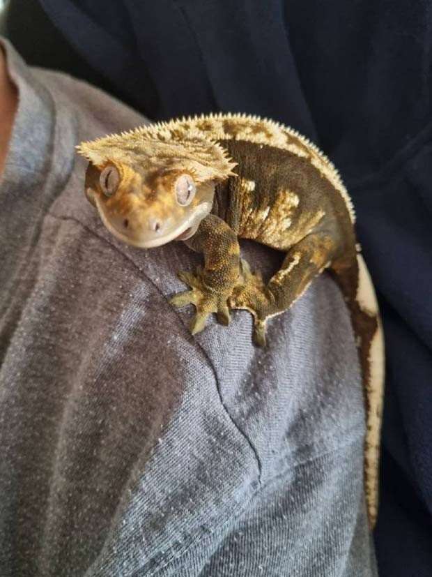 Get Ready for Funny Animals #326 (25 photos)