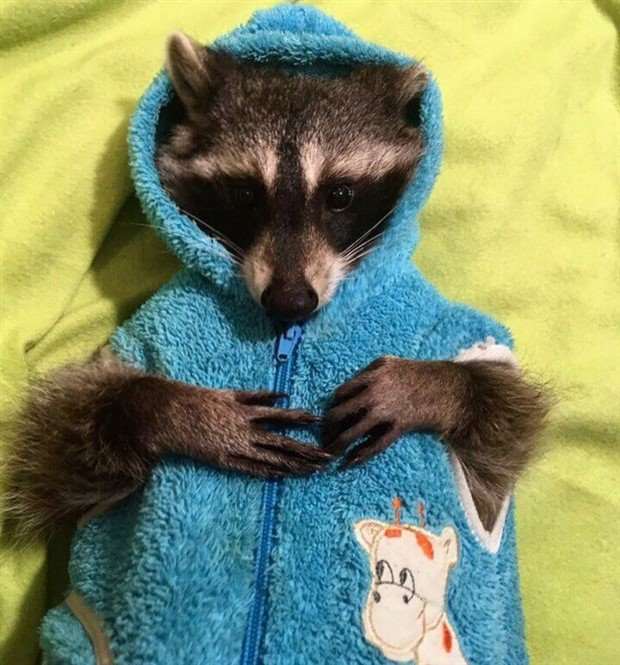 Get Ready for Funny Animals #326 (25 photos)