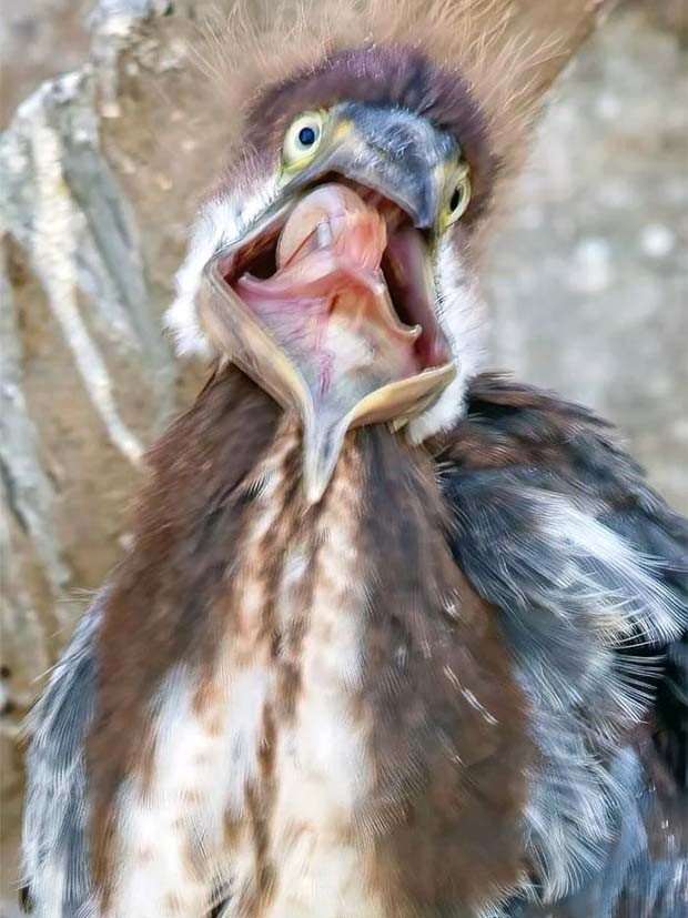 Get Ready for Funny Animals #326 (25 photos)