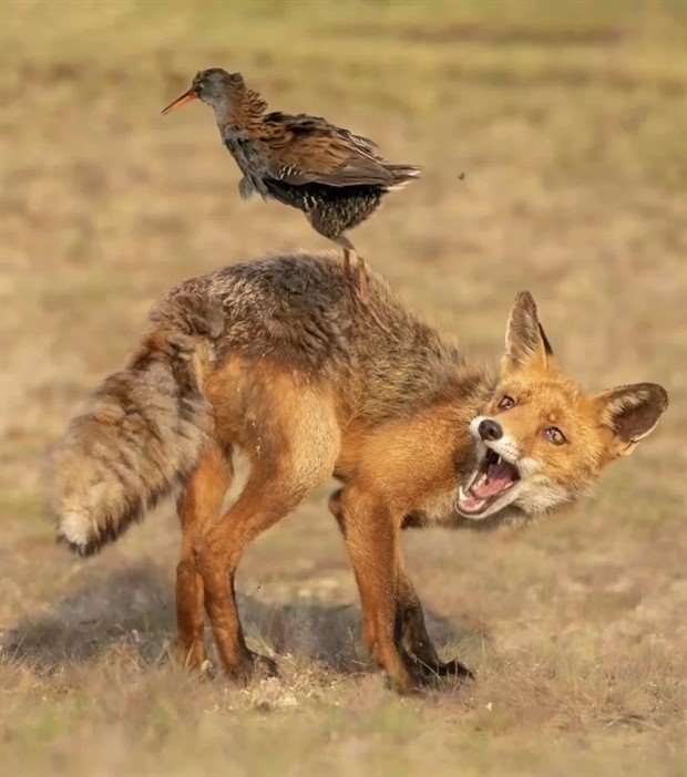 Get Ready for Funny Animals #326 (25 photos)