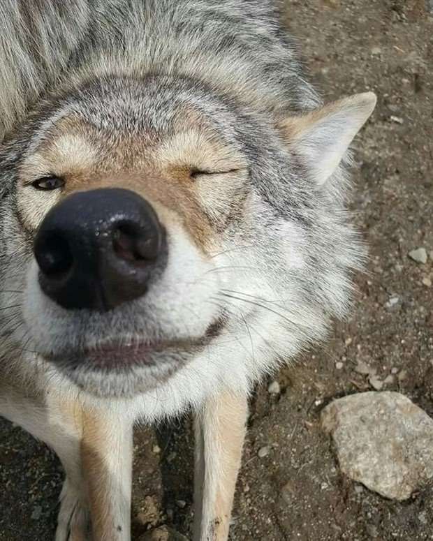 Get Ready for Funny Animals #326 (25 photos)