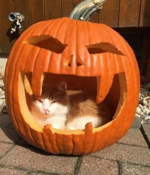 Klyker Picdump #1417 (52 photos)