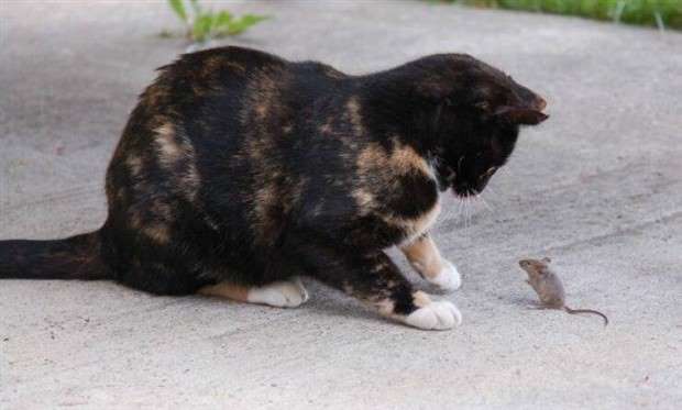 Klyker Picdump #1425 (55 photos)