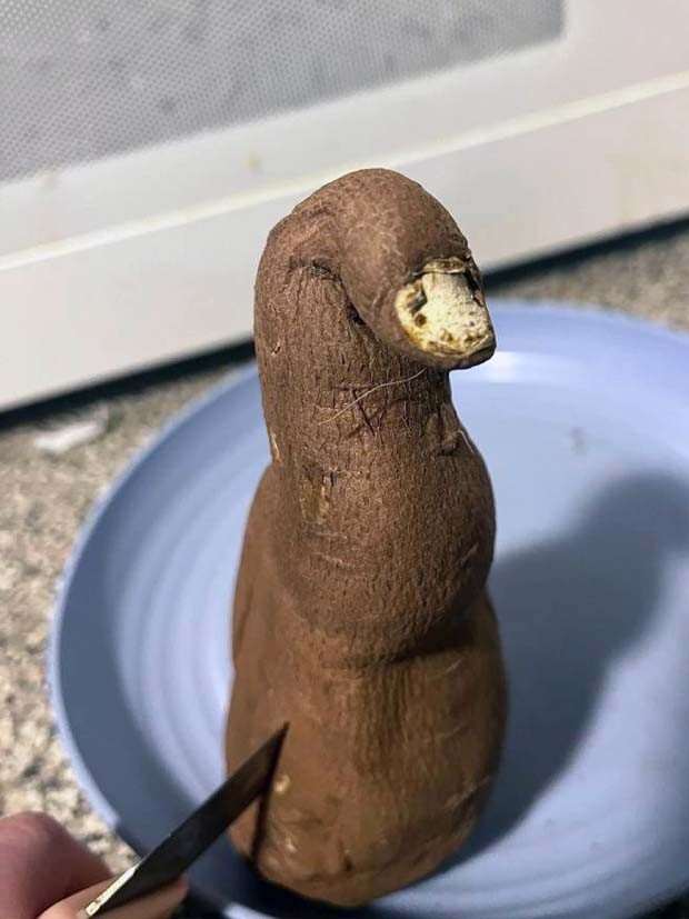 WTF Is Going On Here?! #11 (30 photos)