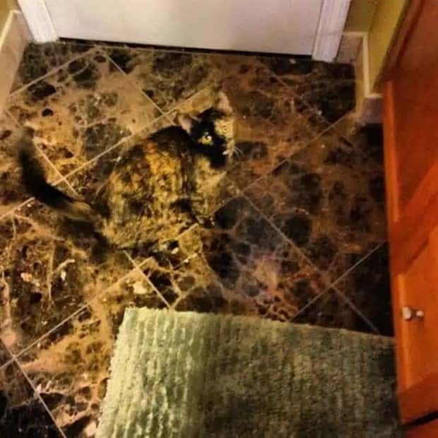 41 Moments Showcasing Accidental Camouflage (41 photos)