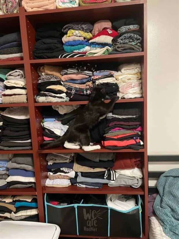 41 Moments Showcasing Accidental Camouflage (41 photos)