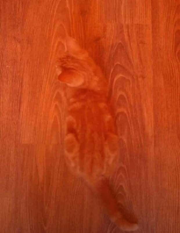41 Moments Showcasing Accidental Camouflage (41 photos)