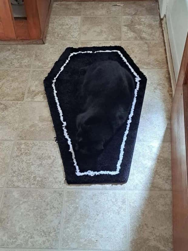 41 Moments Showcasing Accidental Camouflage (41 photos)