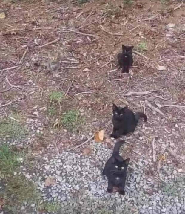 41 Moments Showcasing Accidental Camouflage (41 photos)