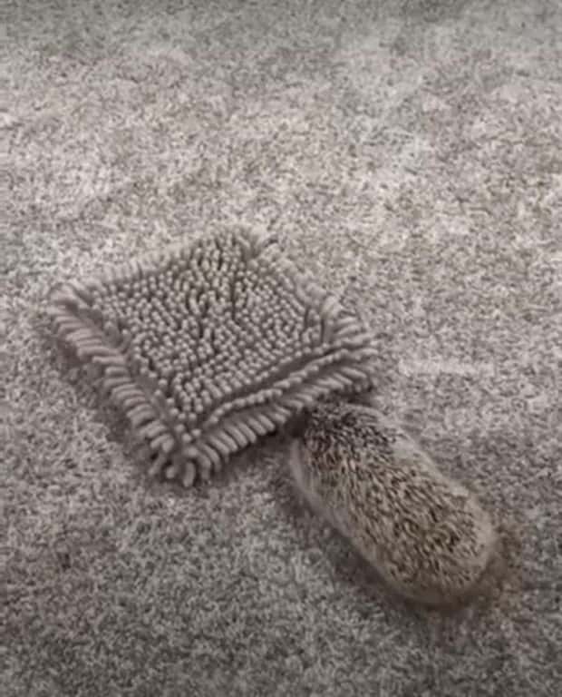 41 Moments Showcasing Accidental Camouflage (41 photos)