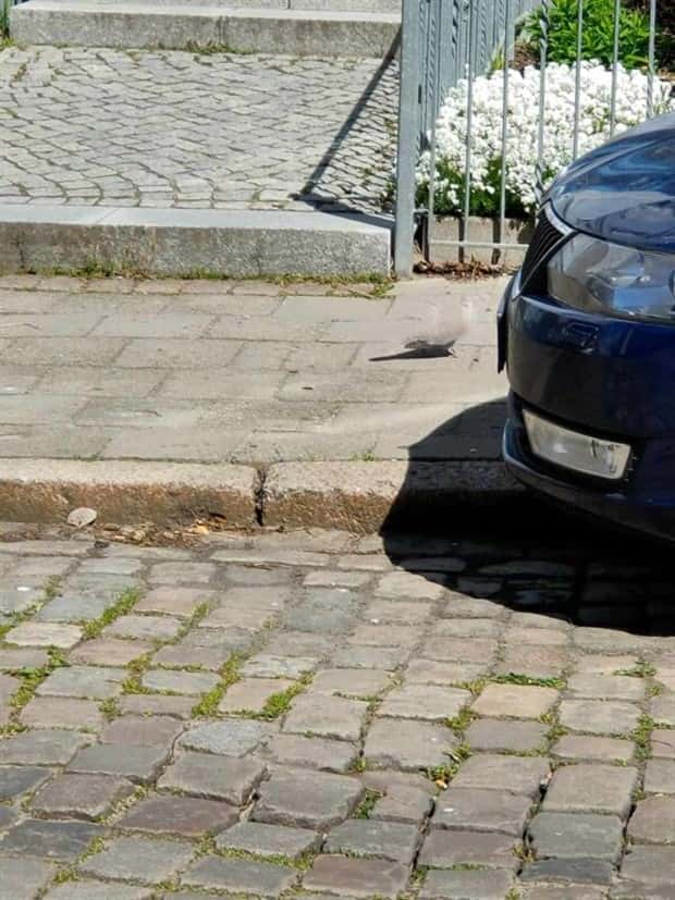 41 Moments Showcasing Accidental Camouflage (41 photos)