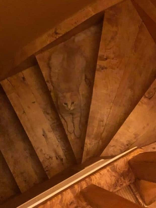41 Moments Showcasing Accidental Camouflage (41 photos)