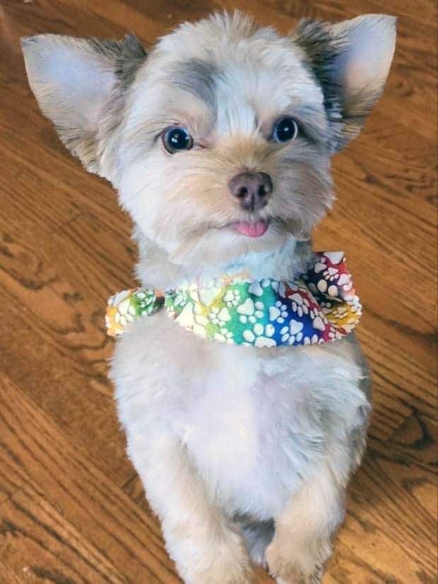 Get Ready for Funny Animals #329 (24 photos)