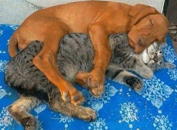 Get Ready for Funny Animals #329 (24 photos)