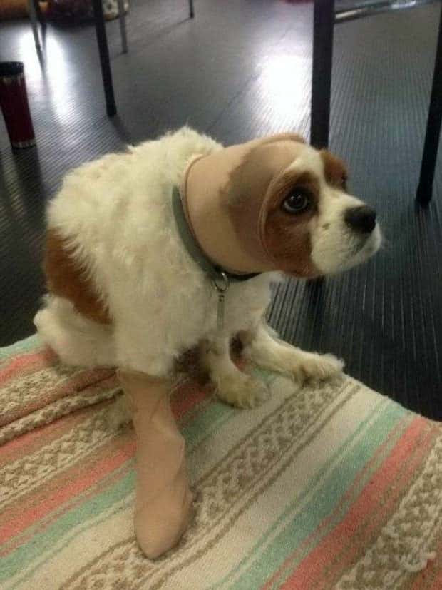 Get Ready for Funny Animals #329 (24 photos)