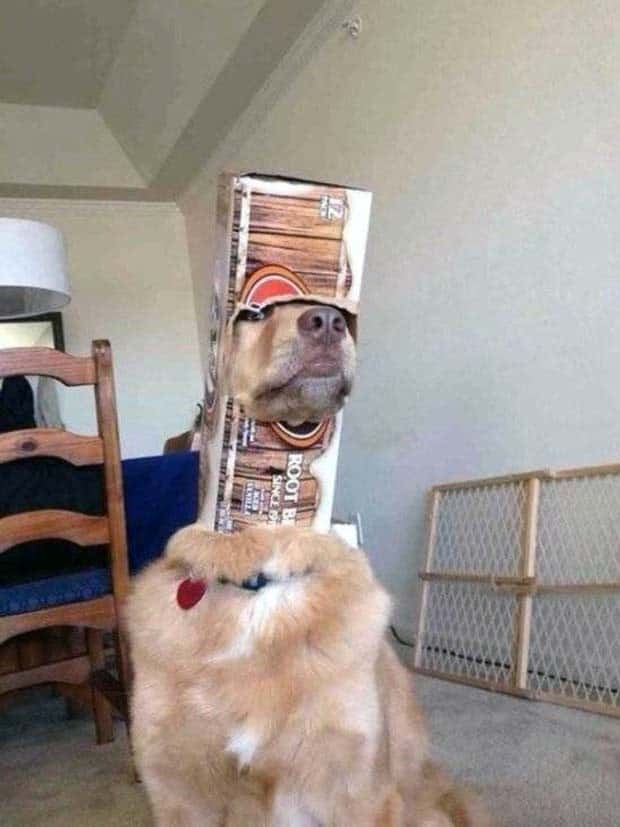 Get Ready for Funny Animals #329 (24 photos)