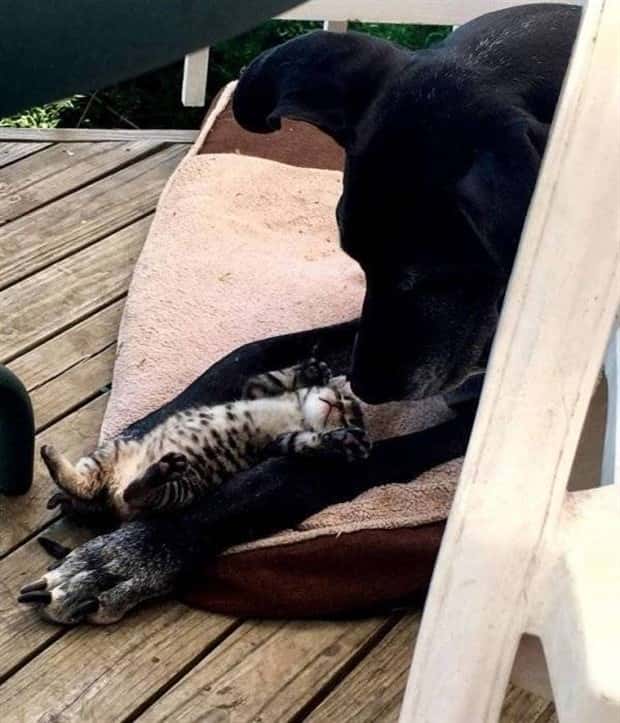 Get Ready for Funny Animals #329 (24 photos)