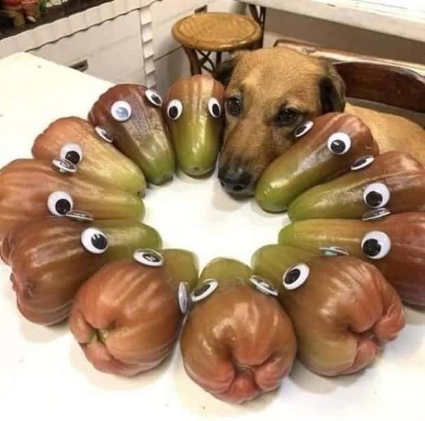 Get Ready for Funny Animals #329 (24 photos)