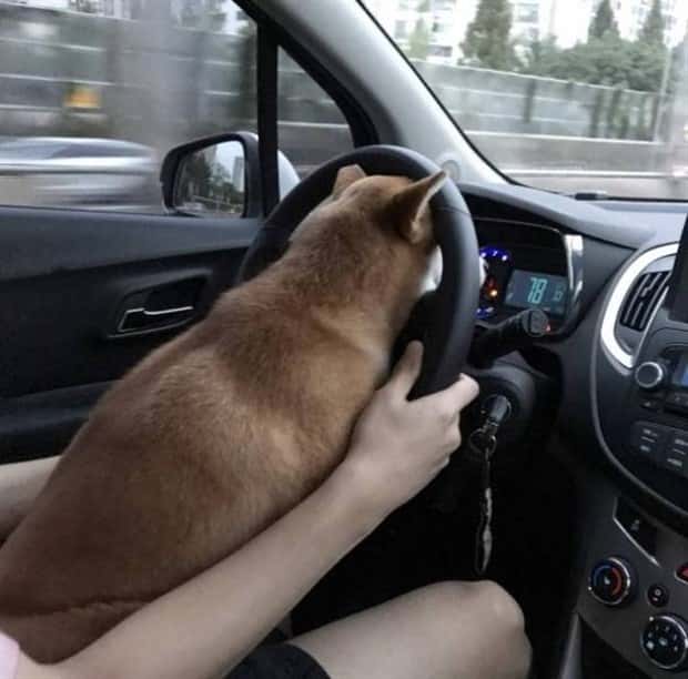 Get Ready for Funny Animals #329 (24 photos)