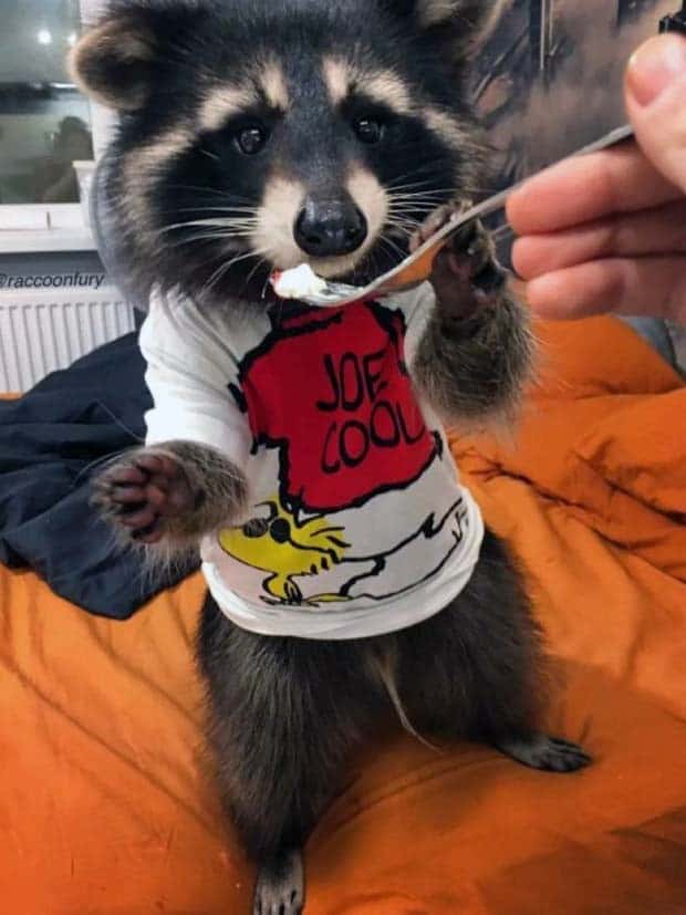 Get Ready for Funny Animals #329 (24 photos)