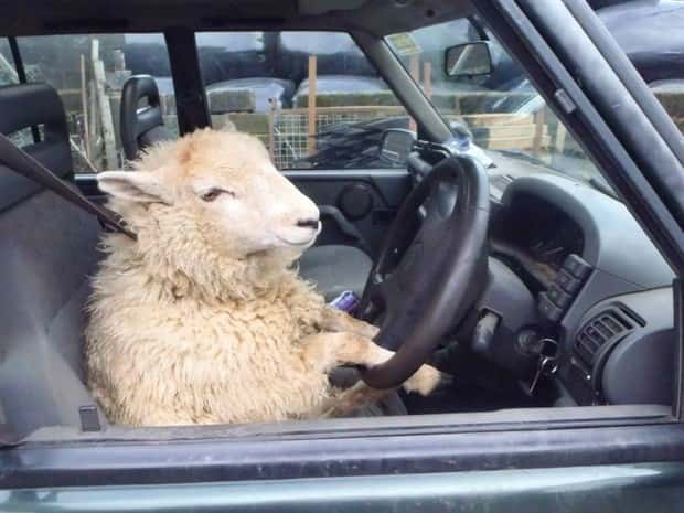 Get Ready for Funny Animals #329 (24 photos)