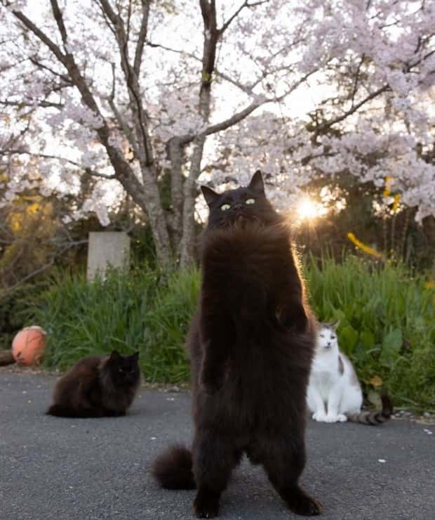 Get Ready for Funny Animals #329 (24 photos)