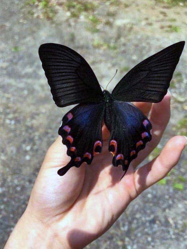 Awesome Pictures You Shouldn’t Miss #98 (30 photos)