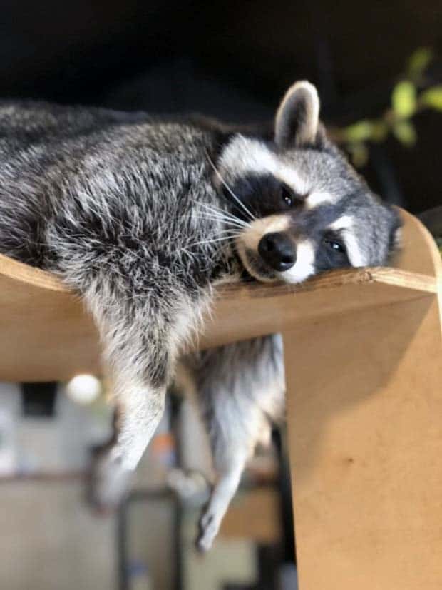 Get Ready for Funny Animals #330 (27 photos)