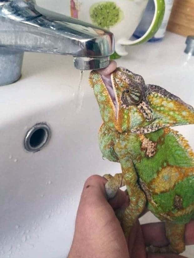 Get Ready for Funny Animals #330 (27 photos)