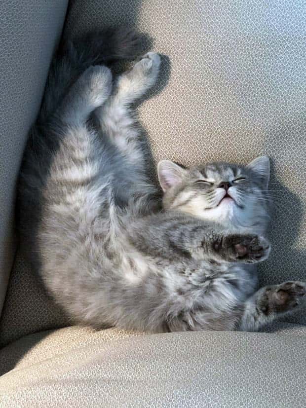 Get Ready for Funny Animals #328 (31 photos)