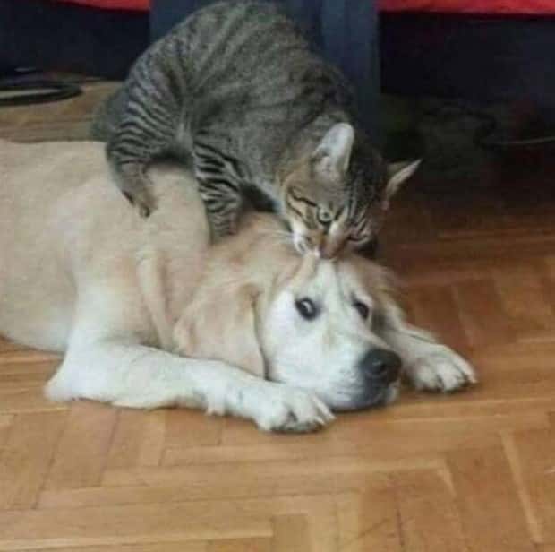 Get Ready for Funny Animals #328 (31 photos)