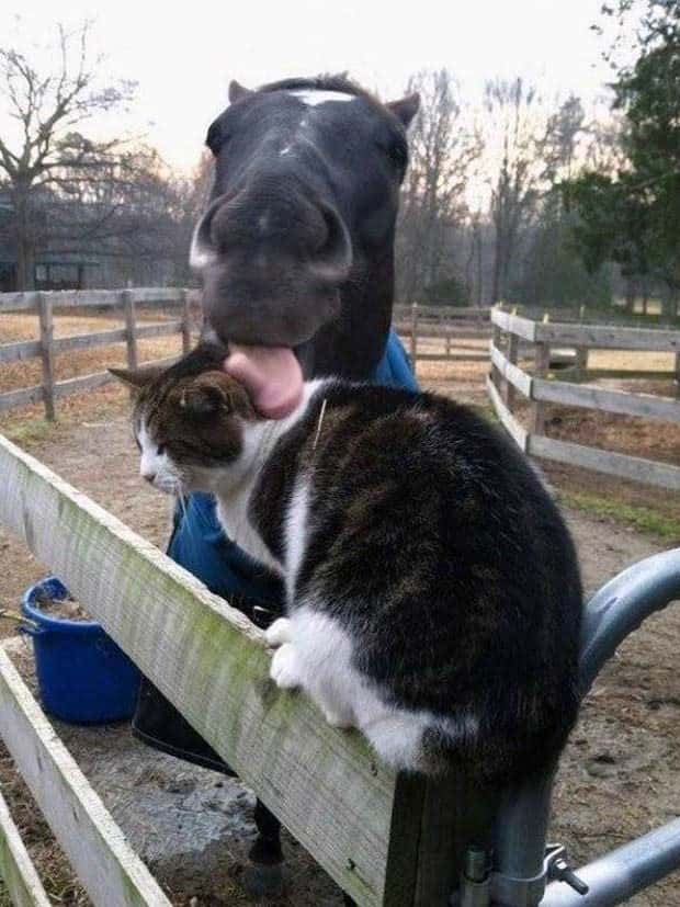 Get Ready for Funny Animals #330 (27 photos)