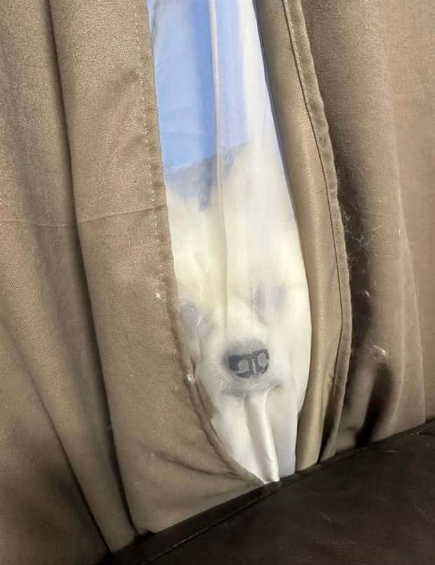 Get Ready for Funny Animals #328 (31 photos)