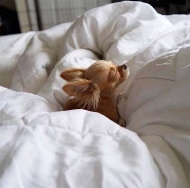 Get Ready for Funny Animals #330 (27 photos)