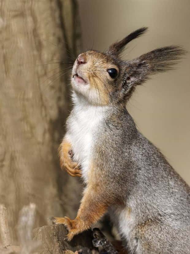 Get Ready for Funny Animals #328 (31 photos)